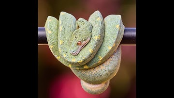 Green Tree Python Yearling - Feed Video