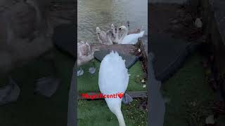 Big scary swan 🦢 🧡 #canal #narrowboatliving #narrowboatvlog #foxtonlocks #boatyard