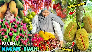 Pick all kinds of fruits | Make fruit salad