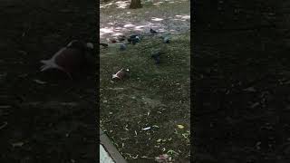 💞голуби целуются 💞по «взрослому»🤣pigeons kiss like adults💋