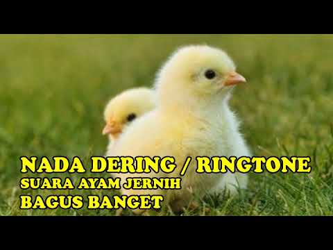 RINGTONE SUARA ANAK AYAM NADA DERING PART-2 MERDU BANGET