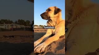 The Mighty Turkish Kangal  Guardian of the Wild #animals#adogsjourney #animalhistory