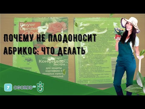 Почему не плодоносит абрикос: что делать