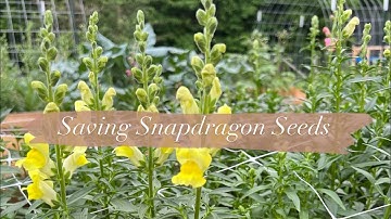 TheFarmhouseCoop | Saving Snapdragon Seeds