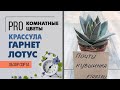 Крассула Гарнет Лотус - бархатный суккулентный красавец | Необычные красивые комнатные растения