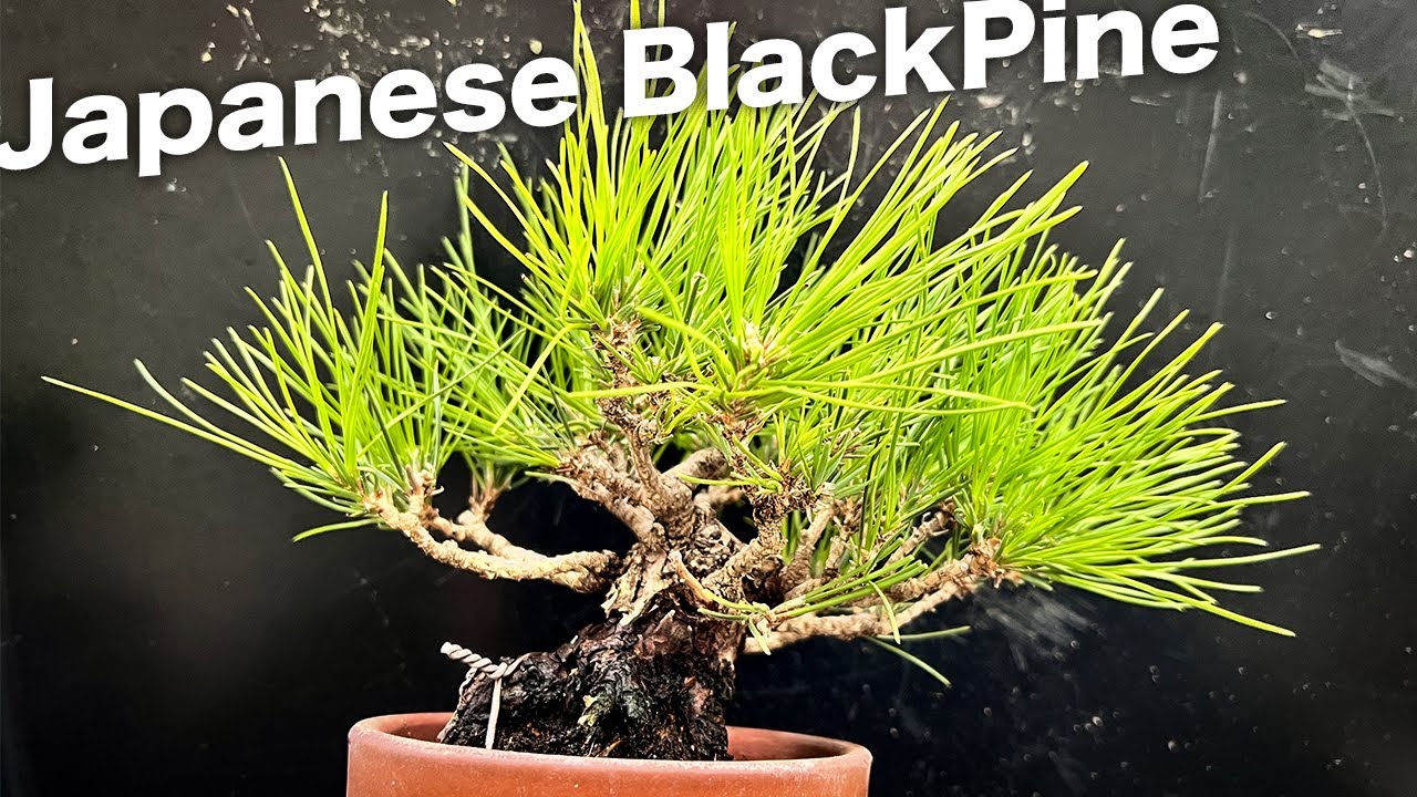 KRM】黒松のミニ素材 #盆栽 #bonsai - YouTube