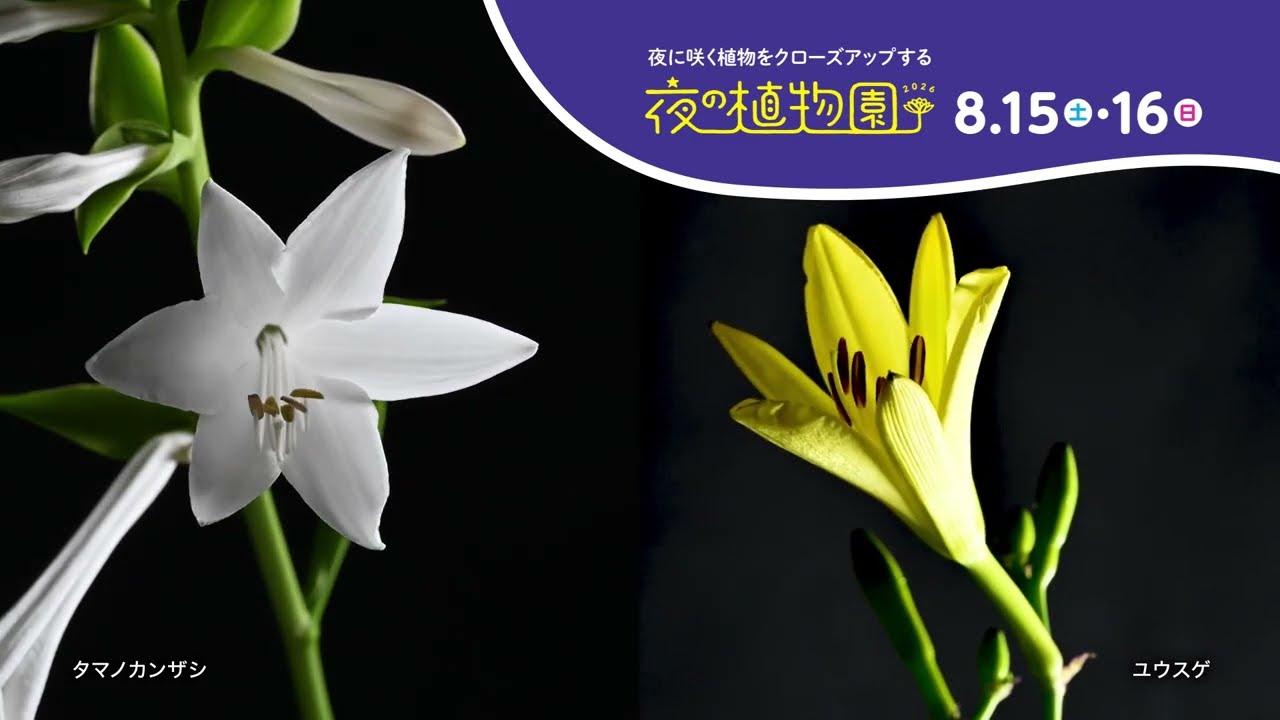 高知県立牧野植物園】夏にどっぽん！もっとはまる植物の世界（食虫植物