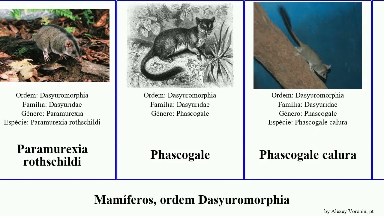 Mamíferos, ordem Dasyuromorphia mamíferos ordem Dasyuromorphia.mammal  order Dasyuromorphia naso