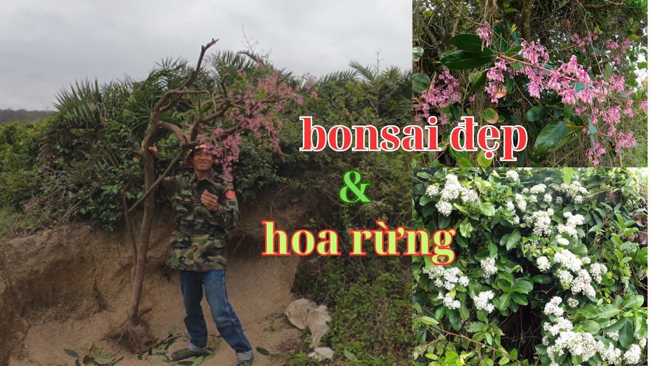 chiêm ngưỡng những loại hoa rừng đẹp và khai thác bonsai ngoài tự nhiên ...
