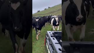 Cows Follow the Can-Am to Their New Paddock 🐄 #farmlife #nzfarming #cows