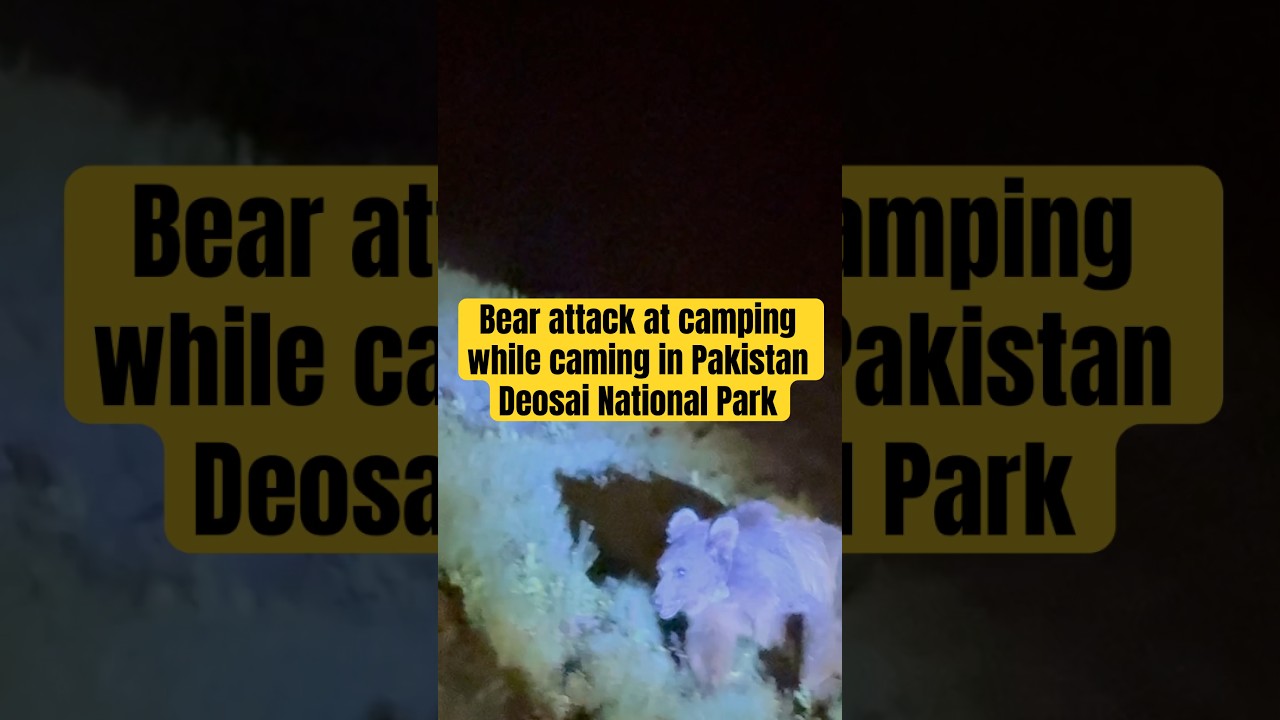 Attacked by Bear while camping in Deosai National Park 