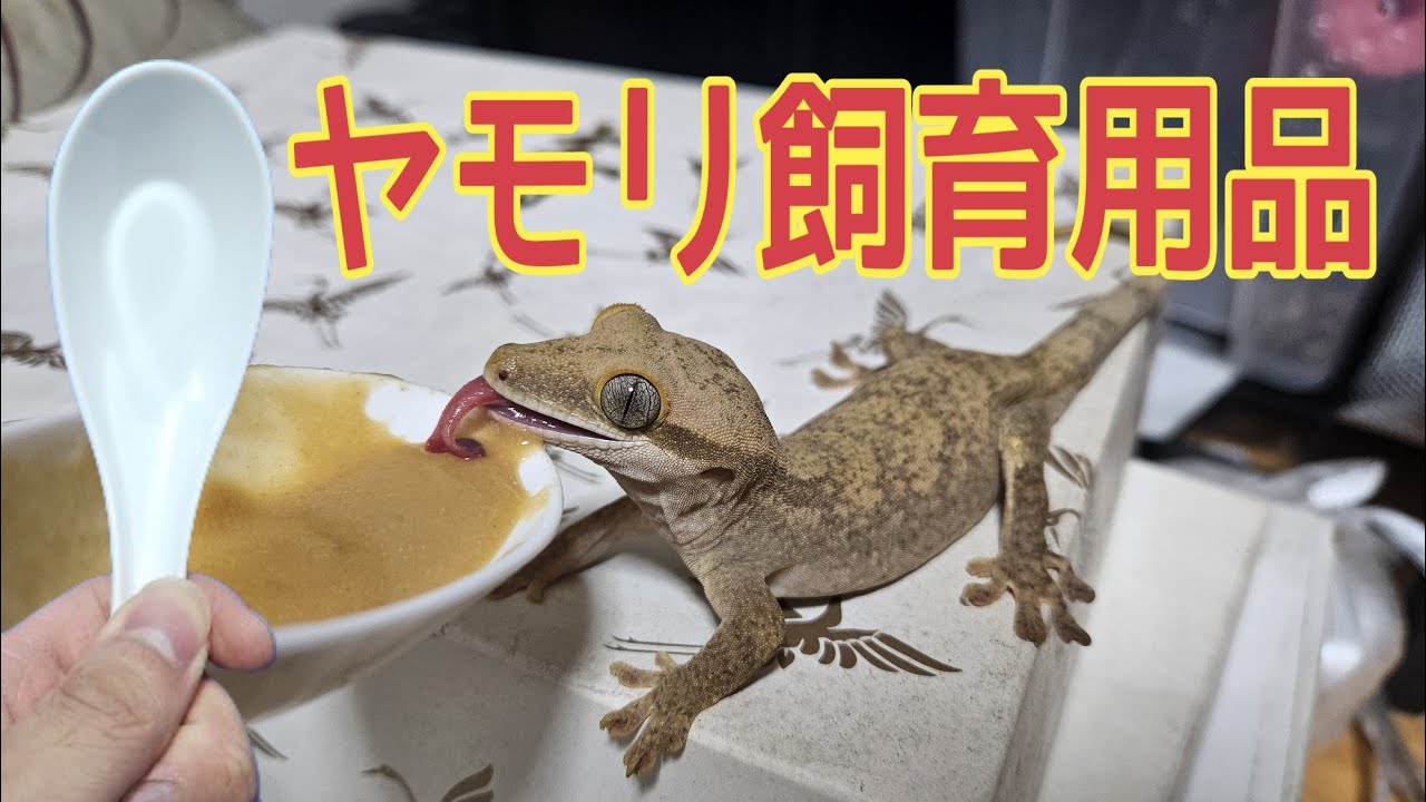 ヤモリに餌を与える方法 _ 【捕まえた】ヤモリの飼い方教えます【ニホンヤモリ】 – VOZFPA