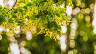Gentle Rain on a Linden Tree in 4K | 8 Hours of Relaxing Rain Sounds & Nature Ambience