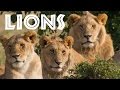 All About Lions for Children: Animal Safari Videos for Kids - FreeSchool