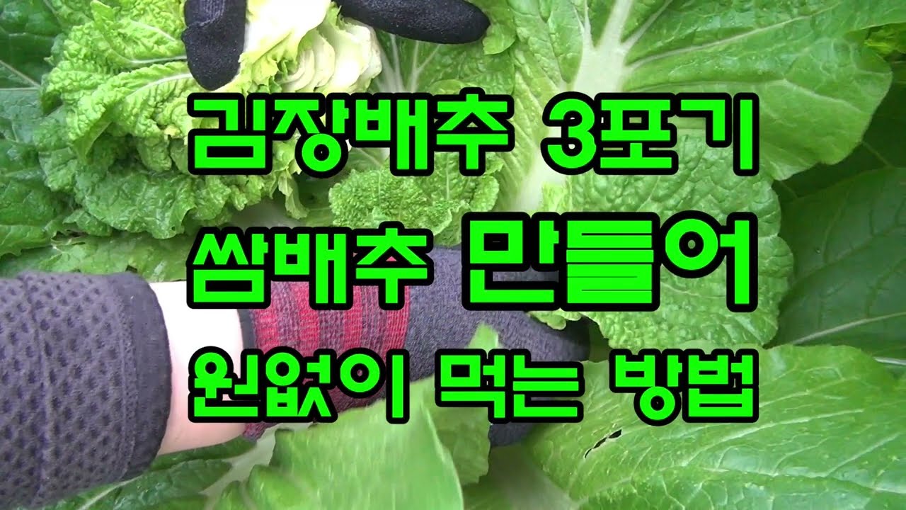 김장배추 3포기로 쌈배추로 키워 원없이 먹는 방법