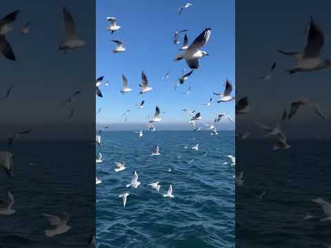 트로트야 작사/작곡/노래 황동일