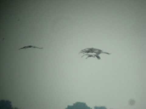 Flying Sarus Crane at ATT, Cambodia