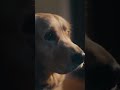 He Still Waits… 💔🐶 #fypシ