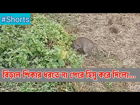 বিড়াল শিকার ধরতে না পেরে হিসু করে দিলো হা হা হা #Shorts