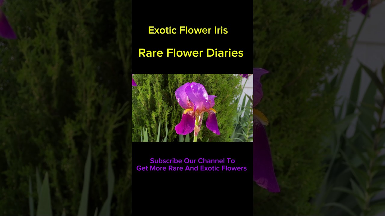 "Mesmerizing Iris Flowers - A Botanical Beauty in 29 Seconds" 🌺 