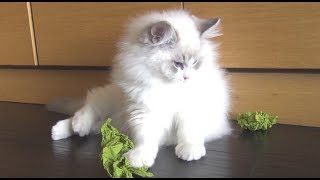 Ragdoll Kitten Obsessed with Paper Balls by Juniper Ragdoll 115 views 5 years ago 4 minutes, 19 seconds