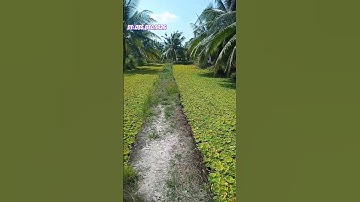 Nuôi ốc bươu đen - Thành hay bại tại Nước #nuoiocbuouden #ốcbươu #ốcnhồi