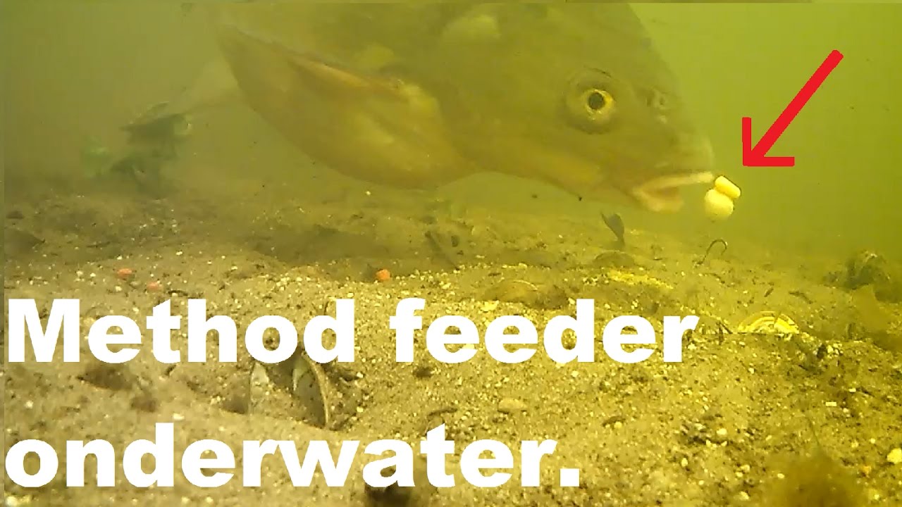 Method feeder onderwater beelden. Brasem pakt het aas./underwater footage. Bream takes the 2017 - YouTube