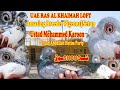 Ustad mohammed karoonamazing breeder pigeons setupshouqinfouae kabotar baazi ajmanpigeonclub