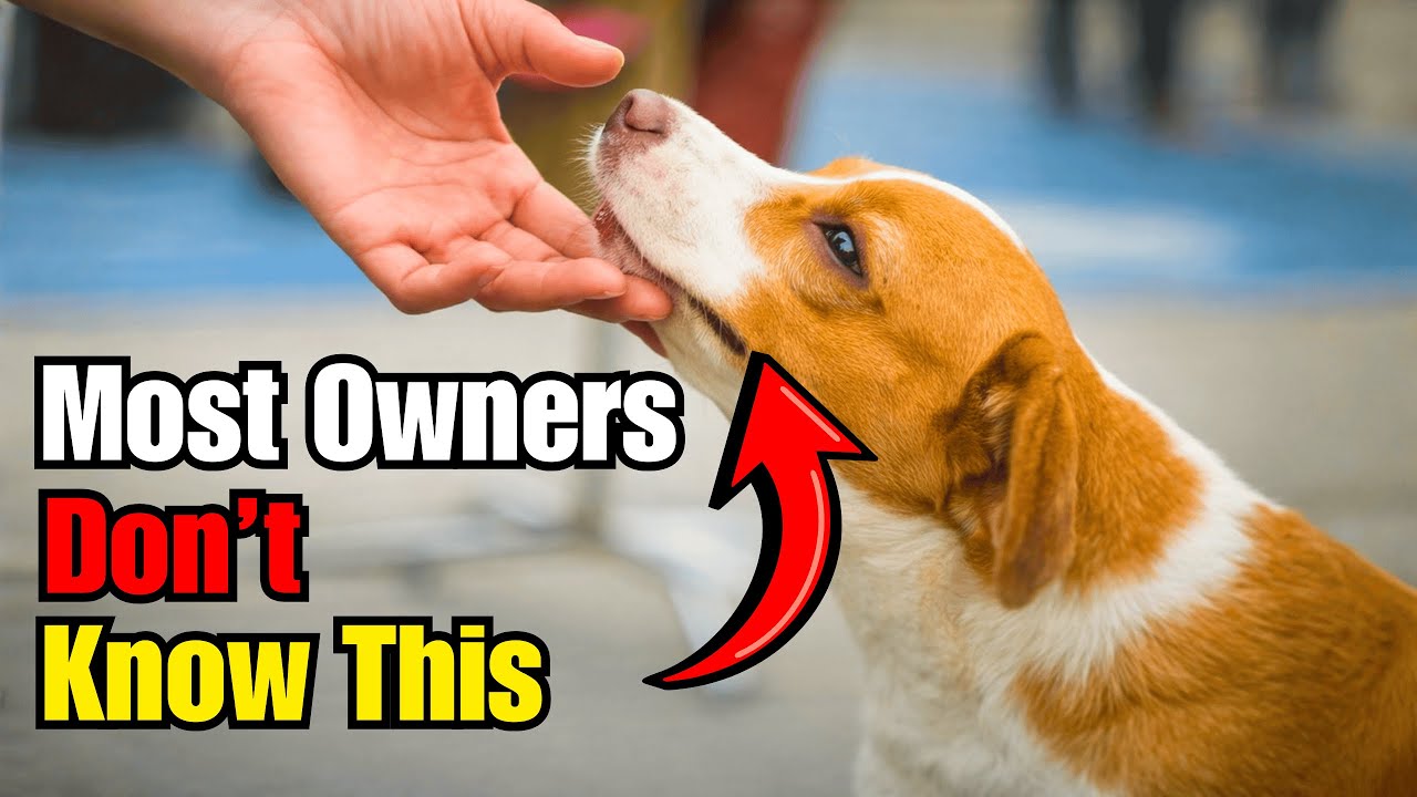 7 Things That Make Your Dog Trust You With Their Whole Heart - YouTube