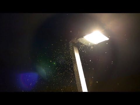 فيديو: هل تنجذب فراشات الترميز للضوء؟