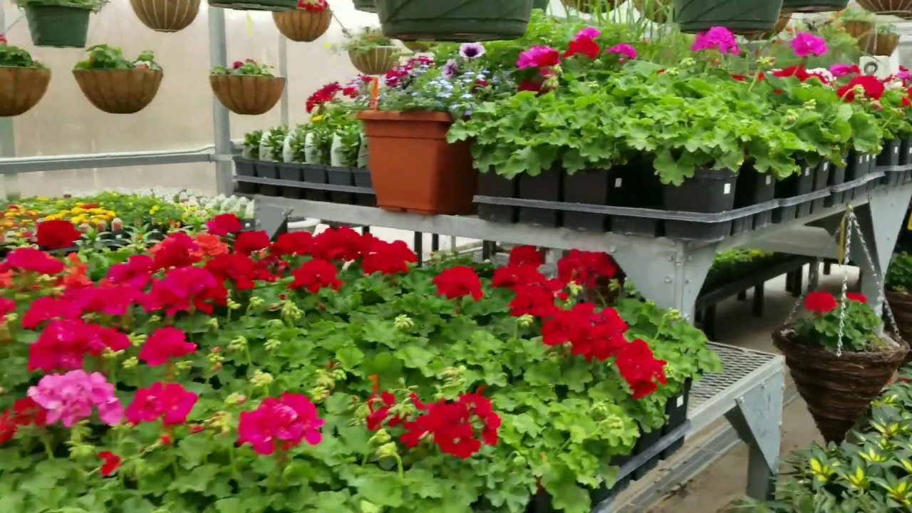 Harmony Nursery's Retail Greenhouse YouTube