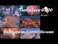 NOAA Ocean Today video: 'Celebrate World Ocean Day -- June 8'