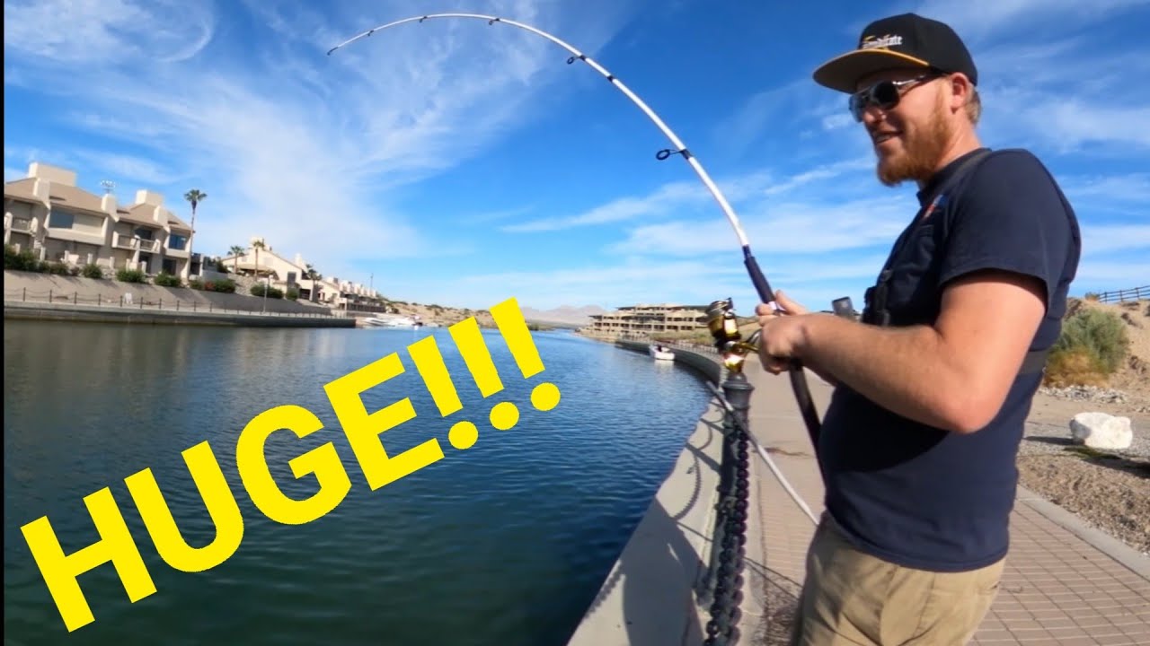 Monster Shellcracker Monster Carp Fishing in Lake Havasu: Epic Catches! - YouTube
