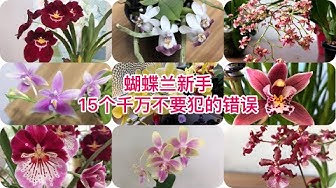 蝴蝶兰 Youtube
