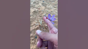 زهرة الزعفران زراعة الزعفران في السعودية مزارع ومشاتل وسم المطر 
