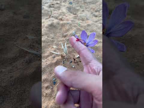 زهرة الزعفران زراعة الزعفران في السعودية مزارع ومشاتل وسم المطر