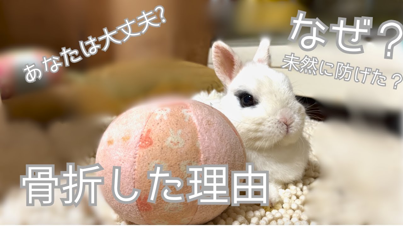 こむぎの骨折理由を説明します！頑張る下半身麻痺うさぎの真実