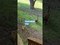 The dog now has to share his yard with the cat