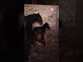 اولاد مرجان ماشاء الله