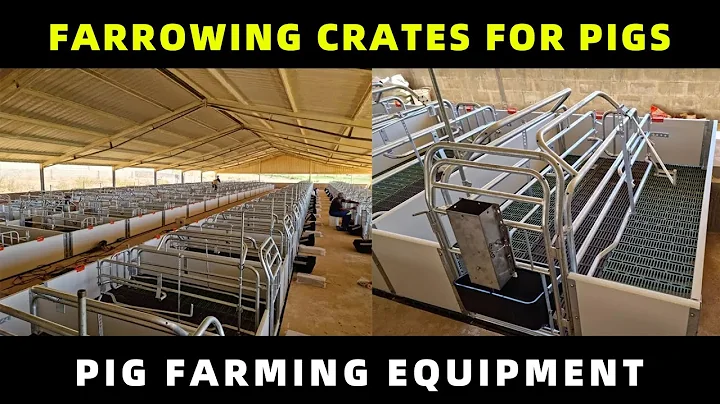 Farrowing crates for pigs - Pig farm equipment farrowing box animal cages