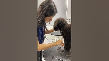 30s cắt tỉa lông cho bé Poodle