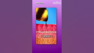 What Really Happens When a Bee Stings You 🐝 | Science Explained - Globedock Academy