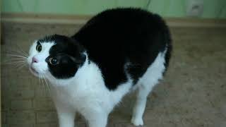 Котик мой сдурел Котик мой сдурел