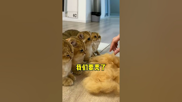 【牛奶是只猫】结尾这巨巨巨型毛球也太大了吧！就是有点费猫哈哈哈