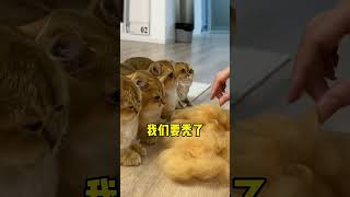 【牛奶是只猫】结尾这巨巨巨型毛球也太大了吧！就是有点费猫哈哈哈