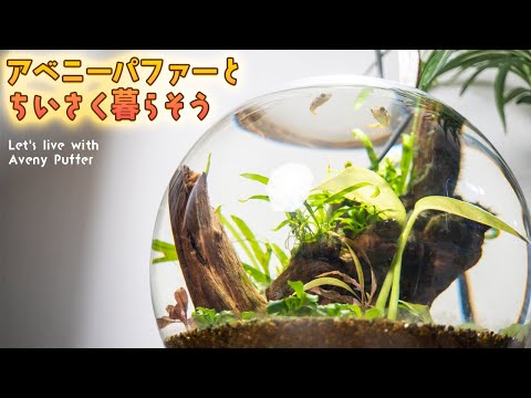 世界最小淡水フグ アベニーパファーを可愛く飼育したい アクアリウム エビ Bowl Youtube