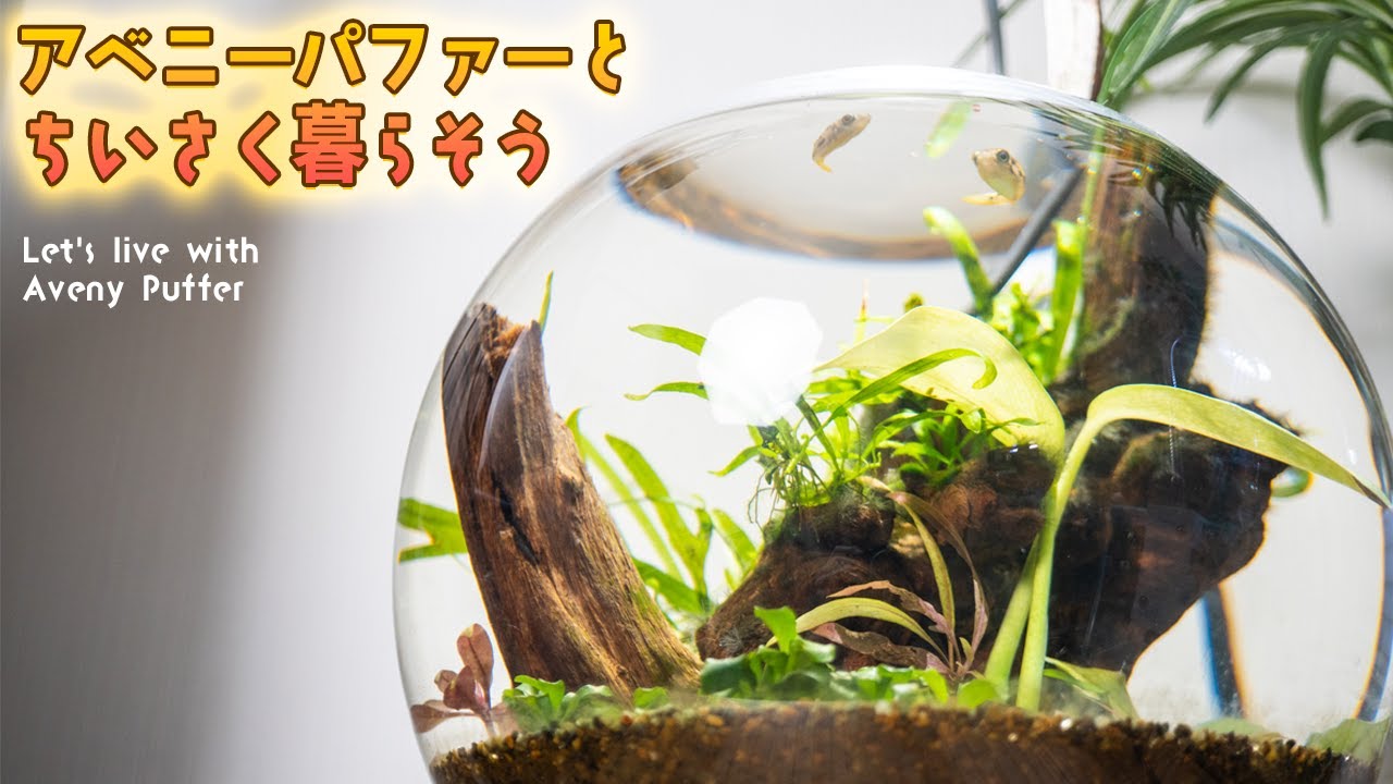 世界最小淡水フグ アベニーパファーを可愛く飼育したい アクアリウム エビ Bowl Youtube