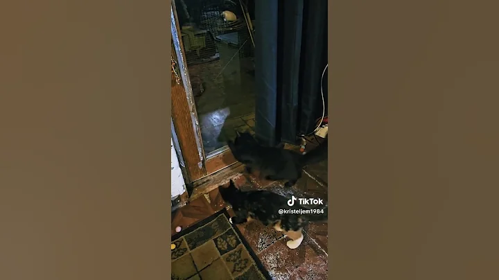 Watch the video about Funny, kitten saying hello to outdoor cat #kitten #fyp #cat #cute #funny #shortvideo #shorts #foryou