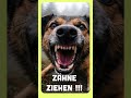 Trick gegen beißende Hunde. #goodmorningpets #podcast