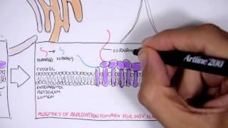 Microbiology  Hepatitis C Virus